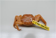 藏品(白紋方蟹)的圖片